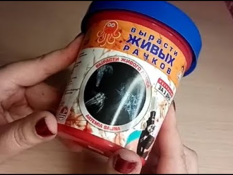 Видео: 🔥КУПИЛА НАБОР ПО ВЫРАЩИВАНИЮ ЖИВЫХ РАЧКОВ✅, РЕБЁНОК ОГОРЧИЛСЯ, ПОКАЗЫВАЮ ЧТО "СНЕСЛОСЬ" ЧЕРЕЗ 3 ДНЯ