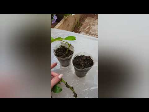 Видео: ЧЕРЕНКОВАНИЕ РОЗ. Корни через 10 дней.
