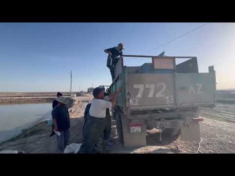 Видео: Шабақ бөліп алу толық нұсқа көреміз соңына дейін  Шабақ қажет болса#балық #малек #рыба