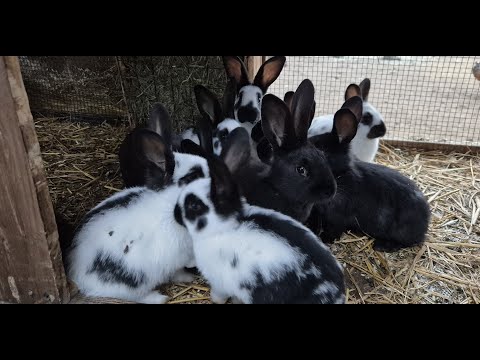 Видео: ВИТАМИНЫ ДЛЯ КРОЛИКОВ🐇РАЗВЕДЕНИЕ КРОЛИКОВ🐇🐰🐰🐇🐰
