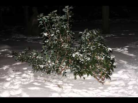 Видео: В летнем парке зима...