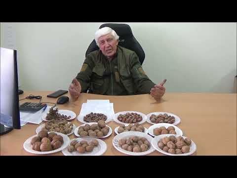 Видео: Секреты прививки шелковицы от Михаила Мининкова и Михаила Гладей. Часть I. Март 2024