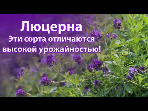 Видео: ЛЮЦЕРНА |  высокий урожай, описание сортов |