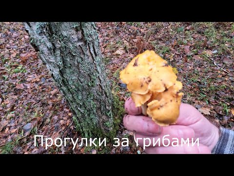 Видео: Прогулки за грибами | 18 ноября иду за лисичками.