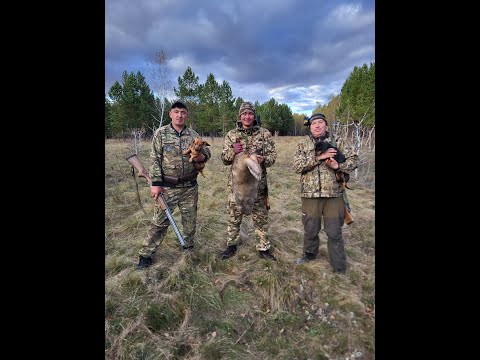 Видео: Охота на барсука с таксами, сезон 2025 №3.