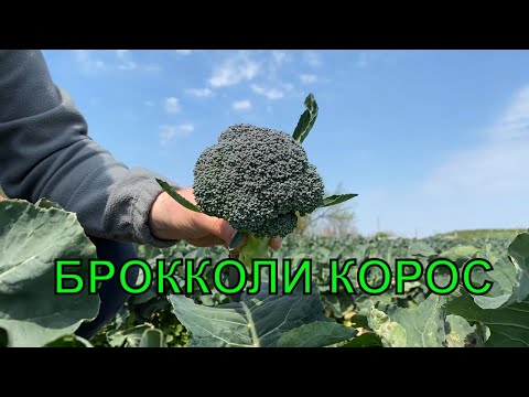 Видео: БРОККОЛИ КОРОС отзыв