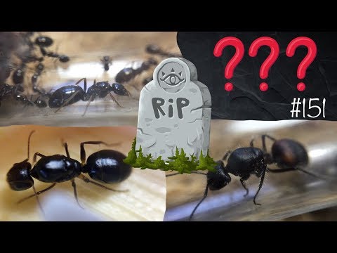 Видео: Очередное фиаско и смерть...🐜