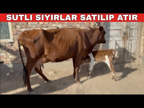 Видео: ЖАГДАЙЫ ЗОР  СУТЛИ СЫЙЫРЛАР САТЫЛАДЫ