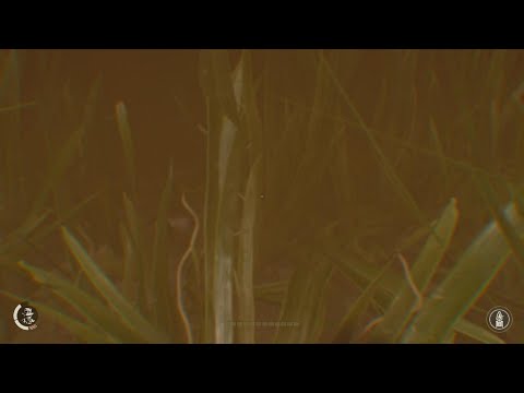Видео: Индиана Джонс и великий круг #44