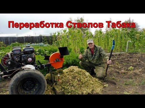 Видео: Уборка и Переработка  стволов Табака.