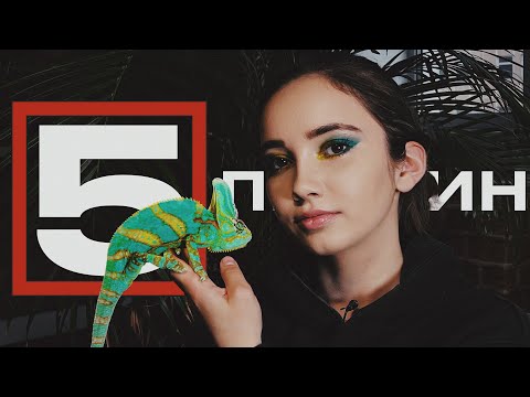 Видео: 5 ПРИЧИН НЕ ЗАВОДИТЬ ХАМЕЛЕОНА | Чем он плох?