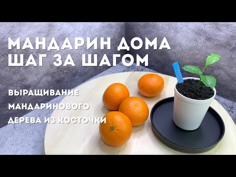 Видео: Мандарин дома. Шаг за шагом | Выращивание мандарина из косточки [СНАЧАЛА БЫЛО СЕМЕЧКО]