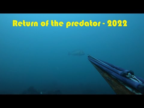 Видео: Завръщане в морето с трофейни лаврак, лефер и минокоп – 2022