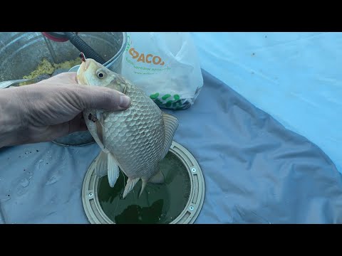 Видео: ЗИМНЯЯ РЫБАЛКА 2025 | НИВА TRAVEL 2024 | ВЫЕЗД ЧЕТВЁРТЫЙ! РЕКА МАНЫЧ, КРАСНЫЙ ОКТЯБРЬ ЭЛЕКТРОАППАРАТ