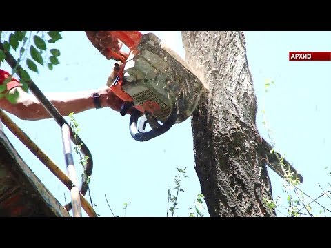 Видео: Как вернуть Бишкеку славу зеленого города? / 15.09.17 / НТС