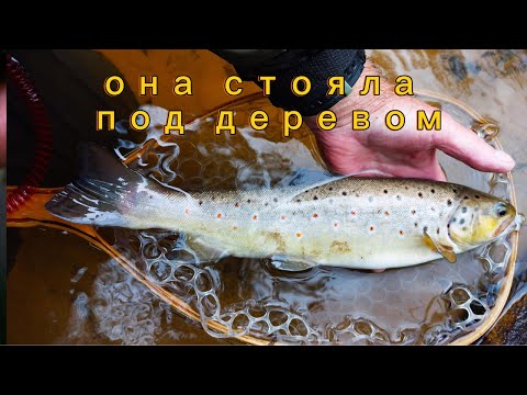 Видео: она стояла под деревом