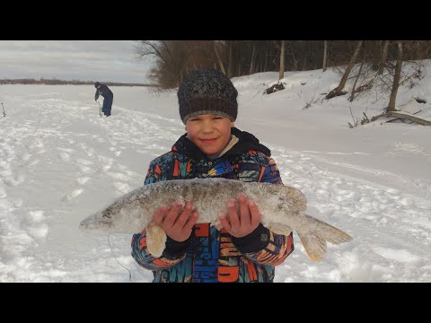 Видео: Щука на жерлицы в коряжнике, Рыбалка Иртыш, Омск