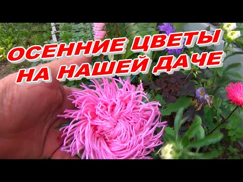 Видео: ОСЕННИЕ ЦВЕТЫ НА НАШЕЙ ДАЧЕ