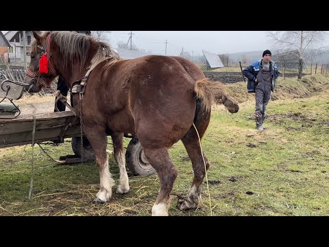 Видео: 🥰Алан дає жару.Жеребець 💣кобила Зірка.Сезон розпочато💪🥳
