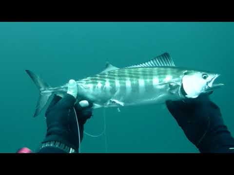 Видео: Подводная охота, Пеламида