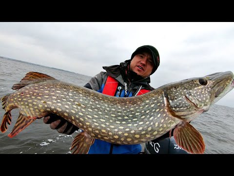 Видео: Трофейная щука на большой силикон!