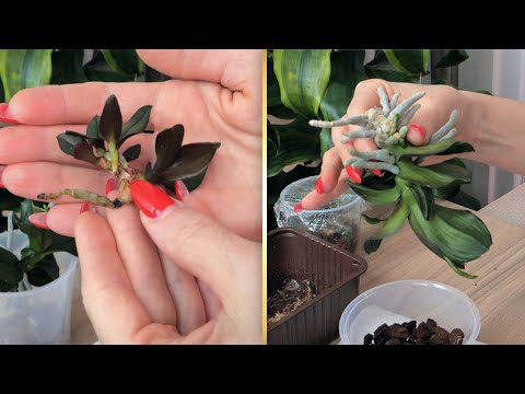 Видео: ОРХИДЕИ. Посажу ИМЕННО ТАК. Примеры ОТЛИЧНОГО РОСТА после пересадки.