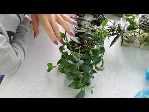 Видео: Эсхинантус, нематантус и другие родственники фиалок.Уход и содержание