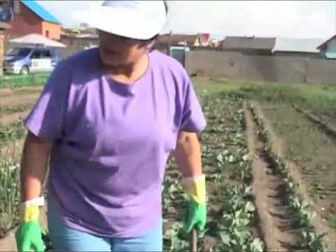 Видео: Төмс, хүнсний ногооны арчилгаа 2 - Mongolian Women Farmers