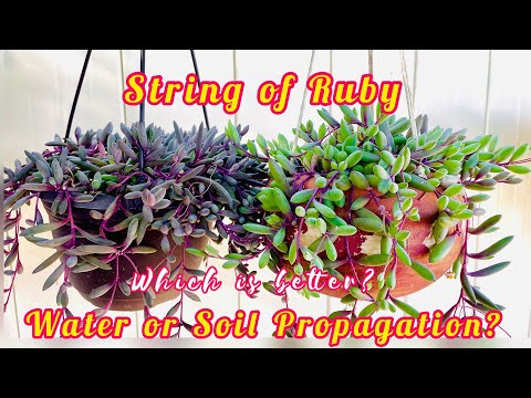 Видео: Размножение нити рубина или рубинового ожерелья (Othonna Capensis)