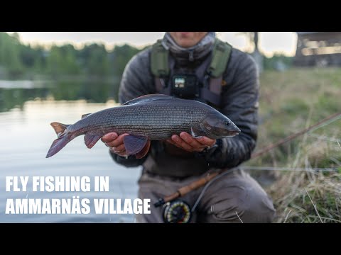 Видео: Сухая мушка для ловли крупного хариуса в отеле Fish Your Dream Ammarnäs