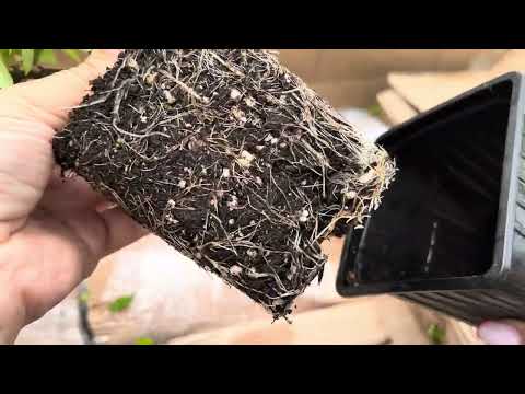 Видео: Распаковка посылки с новинками мировой селекции метельчатых гортензий ❤️🙈