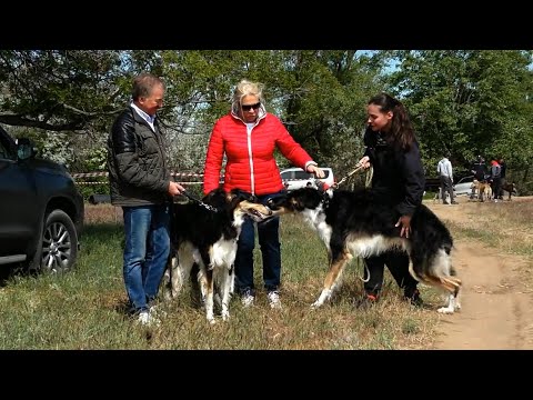 Видео: IV  районная выставка охотничьих собак борзых пород «Левобережье - 2024» в Приморске