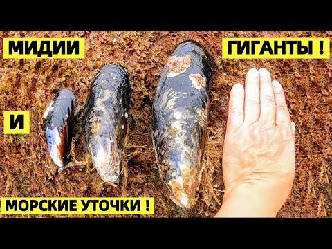 Видео: МИДИИ - ГИГАНТЫ И МОРСКИЕ УТОЧКИ. ТИХИЙ ОКЕАН США.