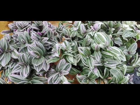 Видео: Как из одного черенка традесканций вырастить шикарное ампельное растение Когда прищипнуть и обрезать