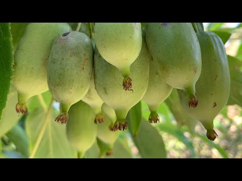 Видео: БЕЛАРУСЬ. АКТИНИДИЯ