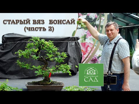 Видео: Старый вяз бонсай в Аптекарском огороде  (часть 2) @Studio.Bonsai