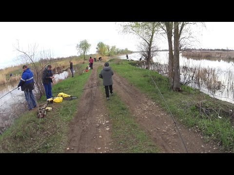 Видео: ЛОВЛЮ КАРАСЯ В ТОЛПЕ "ПОПЛАВОЧНИКОВ" НА СПИННИНГ. Ловля карася на мормышинг.