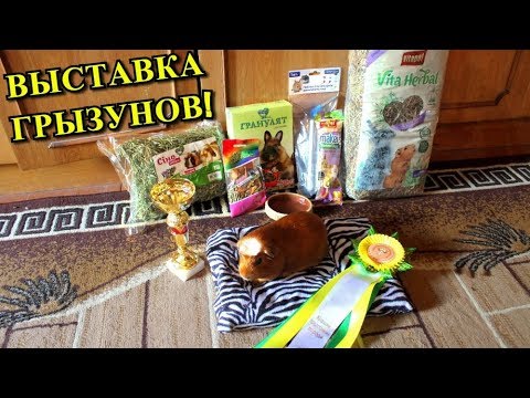 Видео: ВЫСТАВКА МОРСКИХ СВИНОК И КРОЛИКОВ! | НОВЫЙ ПИТОМЕЦ | PetMania