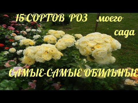 Видео: 15 СОРТОВ РОЗ САМЫХ ОБИЛЬНЫХ МОЕГО САДА.РОСКОШНЫЕ ШАПКИ СОЦВЕТИЙ.2021Ярославская область.