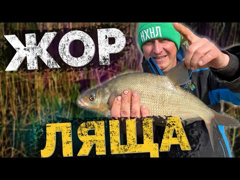 Видео: ⚠️ЖОР ЛЯЩА перед НЕРЕСТОМ❗️Рибалка на фідер на ДНІПРІ! Хочу КАРАСЯ!