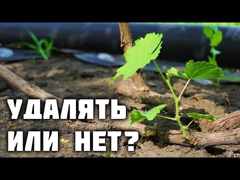 Видео: Растущие побеги от головы куста - удалять или нет? ✂️