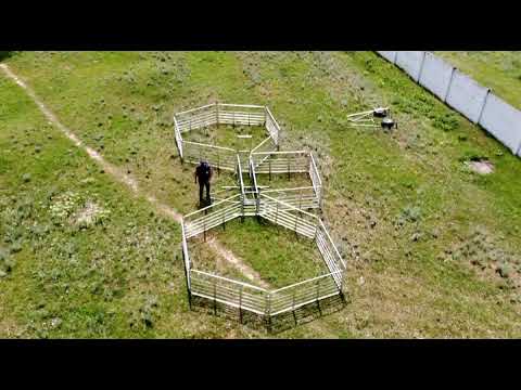 Видео: Станок для овец