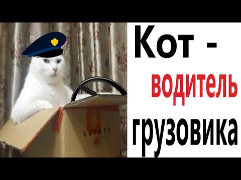 Видео: Приколы! КОТ ВОДИТЕЛЬ ГРУЗОВИКА – МЕМЫ - АНИМАЦИЯ!!! Смешные видео от Доми шоу!