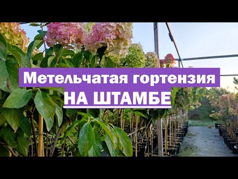Видео: ЧТО ВАЖНО ЗНАТЬ при выращивании метельчатой гортензии НА ШТАМБЕ