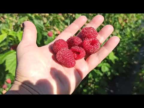 Видео: Ремонтантная малина Дэлнива! Отличный сорт для Сибири! Омск,24.08.2022г.