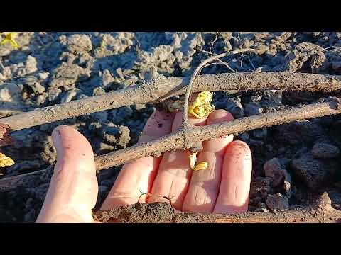 Видео: 28 квітня. Мороз. Відкриваю виноград.