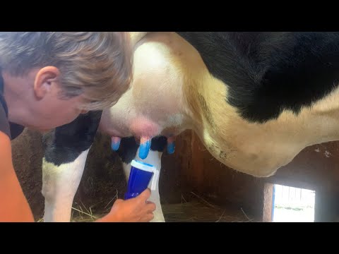 Видео: Сколько молока даёт первотёлка?