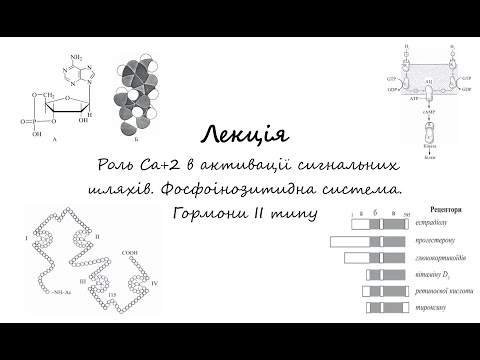 Видео: Біохімія. Лекція. Роль Ca+2 в активації сигнальних шляхів. Фосфоінозитидна система. Гормони ІІ типу