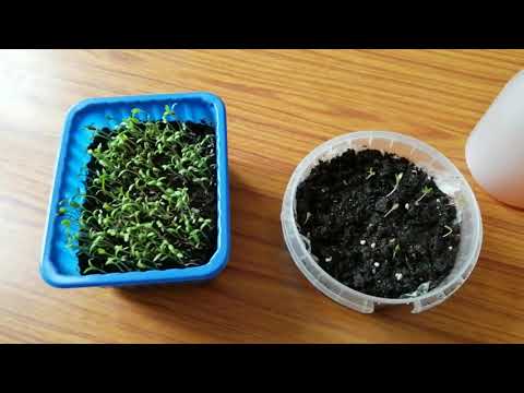 Видео: КАК ПРАВИЛЬНО САЖАТЬ БАРХАТЦЫ. Два способа посадки.