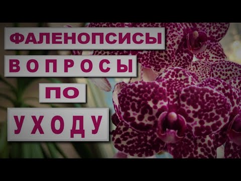 Видео: ФАЛЕНОПСИСЫ: ВОПРОСЫ ПО УХОДУ! ПРАВИЛЬНЫЙ УХОД ЗА ОРХИДЕЯМИ В ВОПРОСАХ И ОТВЕТАХ! ОТВЕЧАЮ НА ВОПРОСЫ